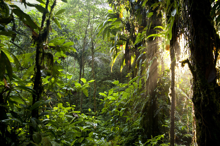 Плакат Sun in the jungle of Costa Rica