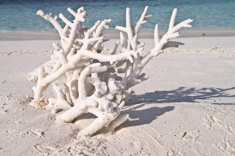 Плакат Maldive Coral