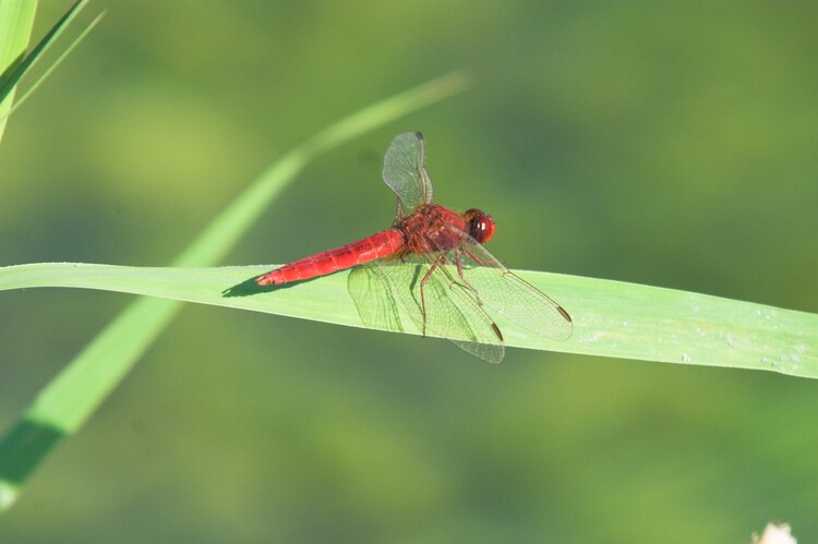 Плакат Dragonfly
