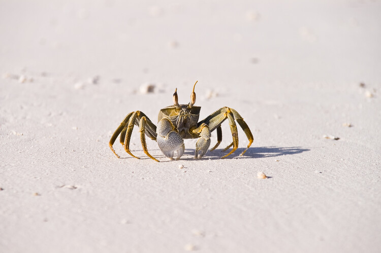 Плакат Crab Maldive