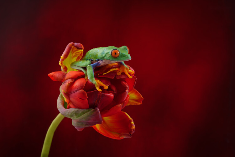 Плакат Red eyed tree frog on red tulip