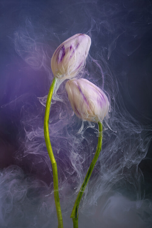 Плакат White Tulips underwater with ethereal inks