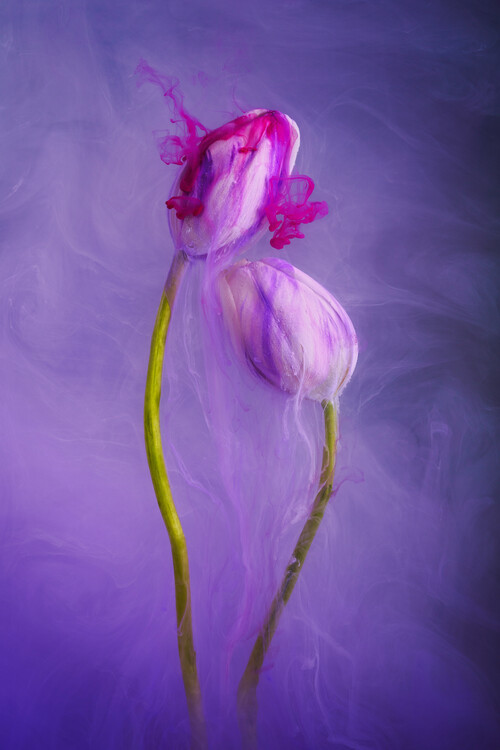 Плакат White Tulips underwater with ethereal inks