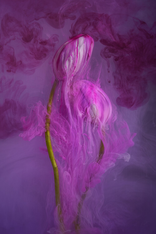 Плакат Ethereal Tulips underwater with pink flowing inks