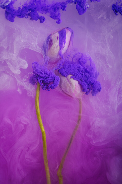 Плакат Ethereal Tulips underwater with flowing  inks