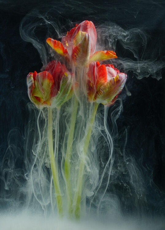 Плакат Ethereal Red Parrot Tulips under water with flowing inks