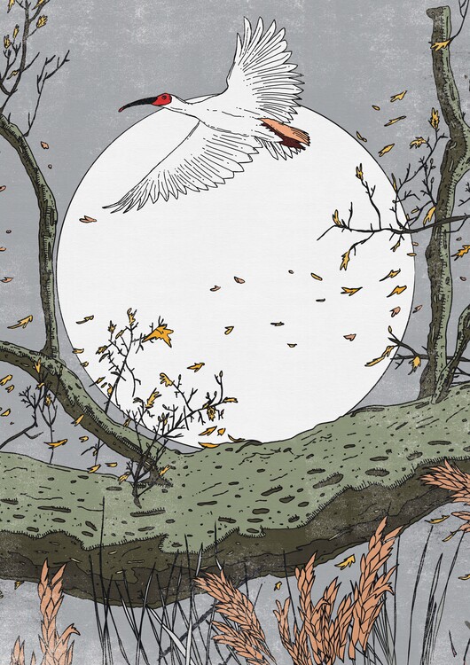 Levně Plakát, Obraz - Moonlit Ibis Flight, Nicholas, 30 × 40 cm