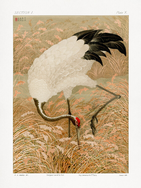 Plakát Sarus Crane In Rice Field