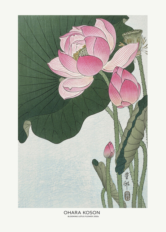 Levně Plakát, Obraz - Blooming Lotus Flowers, Ohara Koson, 30 × 40 cm