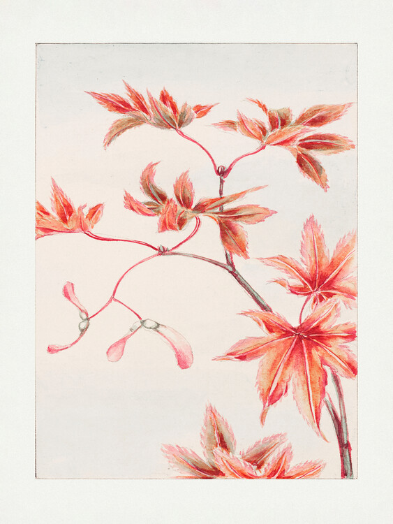 Poster Branch of Momiji Maple Tree With Leaves and Seeds During 1870–1880