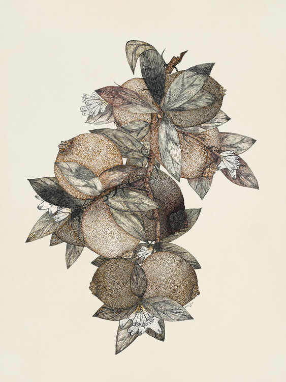 Poster Pomegranate (1867) Rufus King