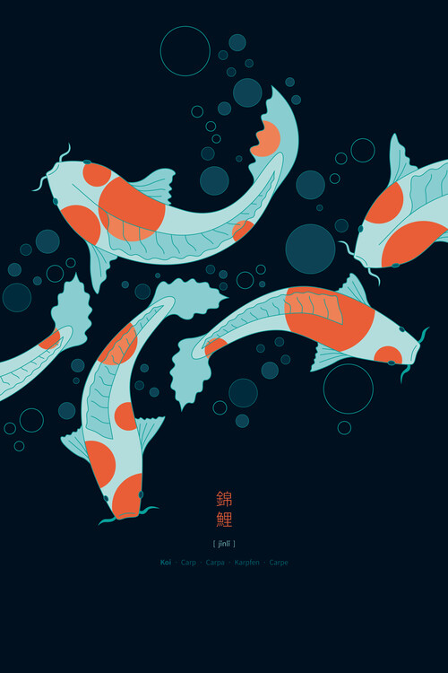 Obraz na plátně Graceful Koi Swim