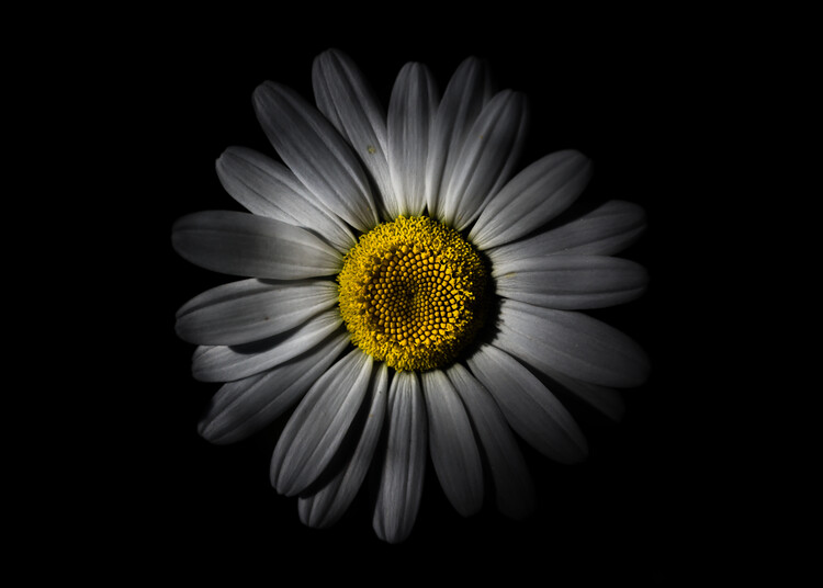 Плакат Backyard Flowers No 52 Color Version