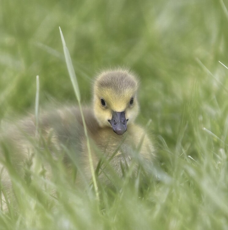 Αφίσα Cute Gosling In Grass