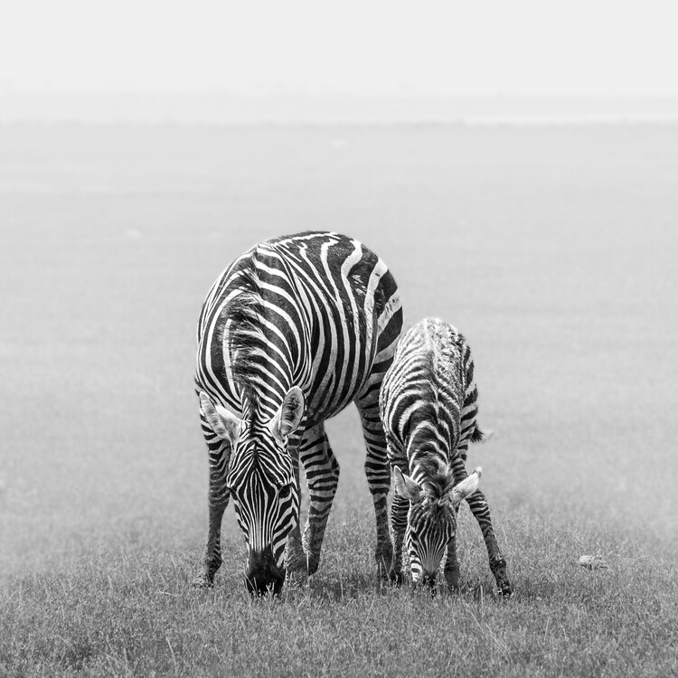 Poster Wild Zebra Family