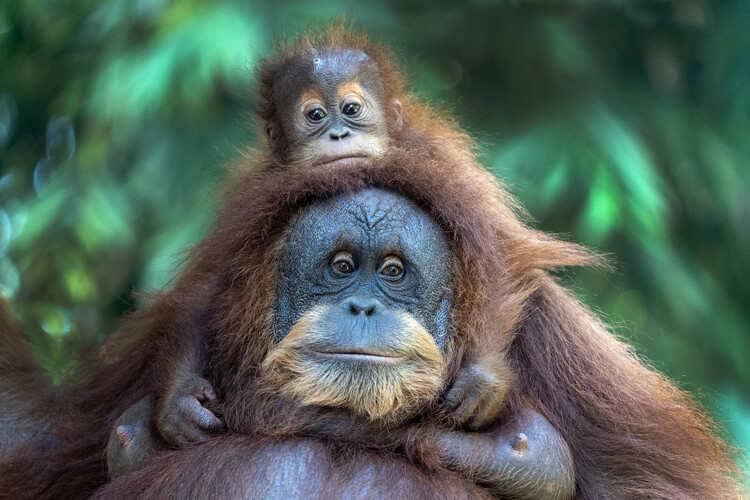 Poster Mother Orangutan and Baby