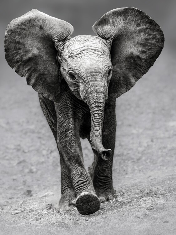 Plakát Walking Baby Elephant