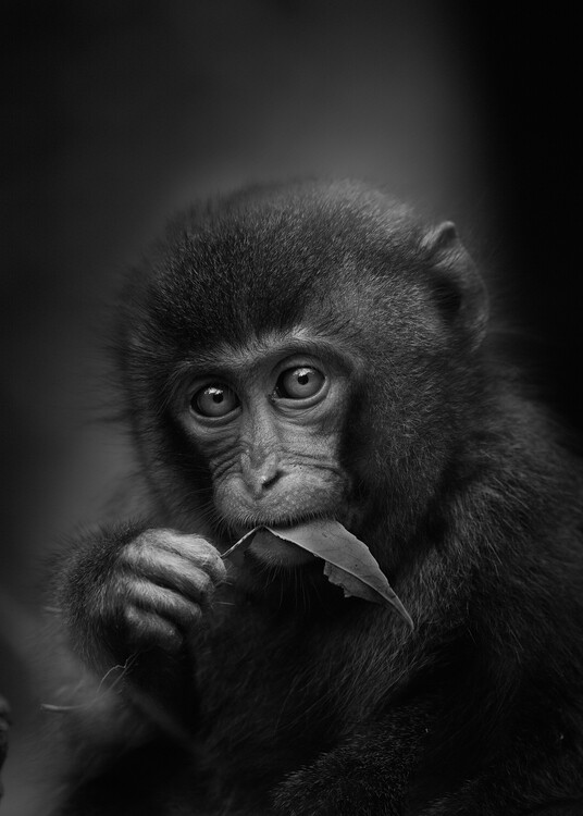 Αφίσα Cute Monkey With Leaf