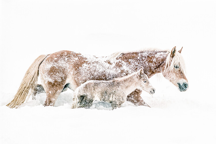 Poster Snowy Horse Family