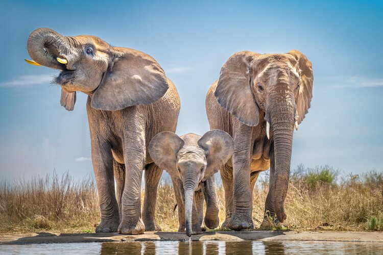 Póster African Elephant Family