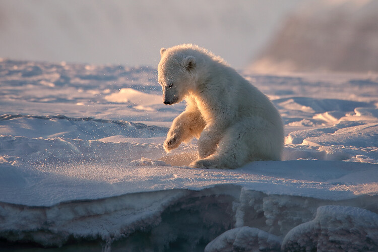 Poster Golden Arctic Cub
