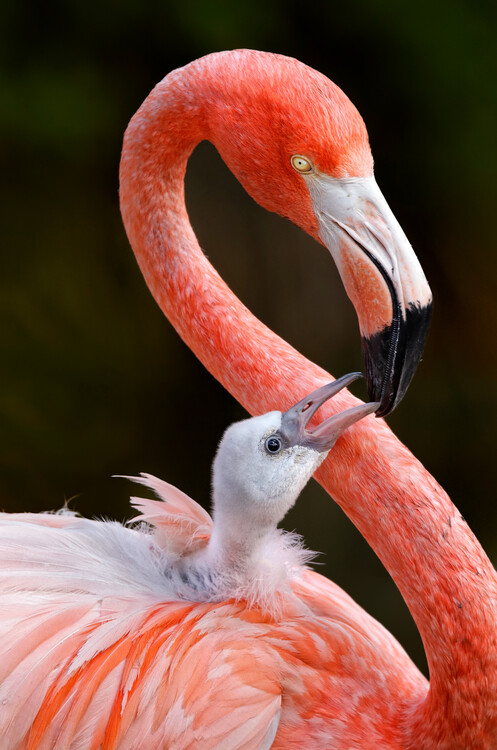 Poster Flamingo Parent And Chick