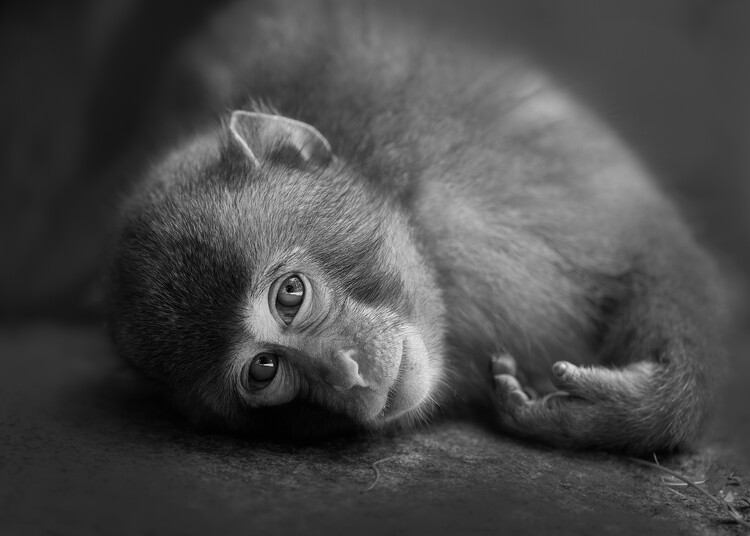 Poster Curious Baby Monkey