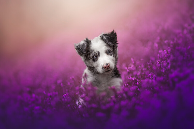 Αφίσα Dreamy Puppy Purple Flowers