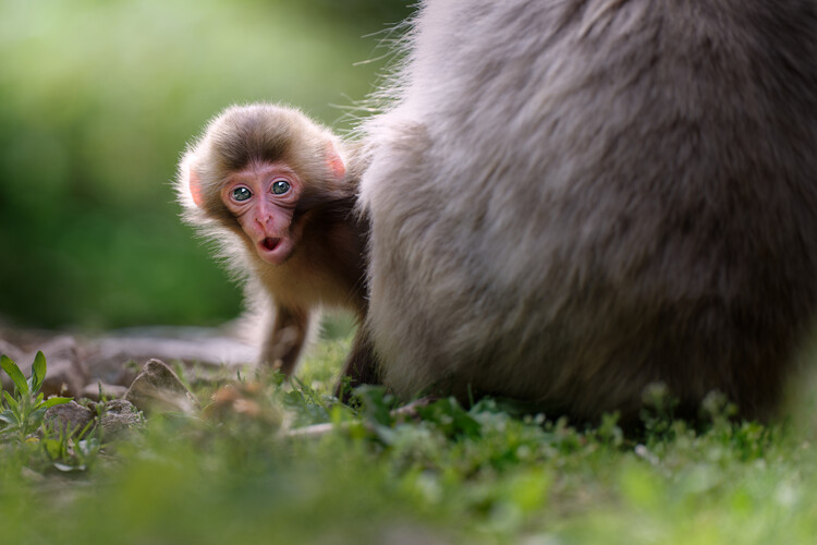 Poster Curious Baby Monkey