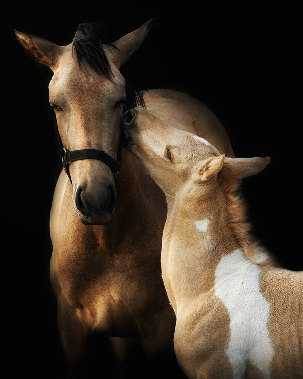 Poster Horse and Foal Love