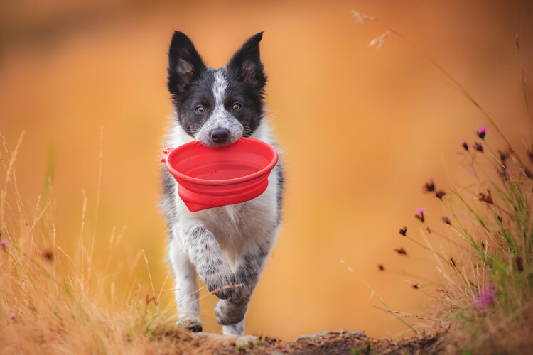 Αφίσα Playful Puppy Red Bowl