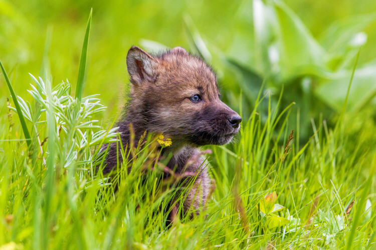 Poster Curious Little Wolf Pup