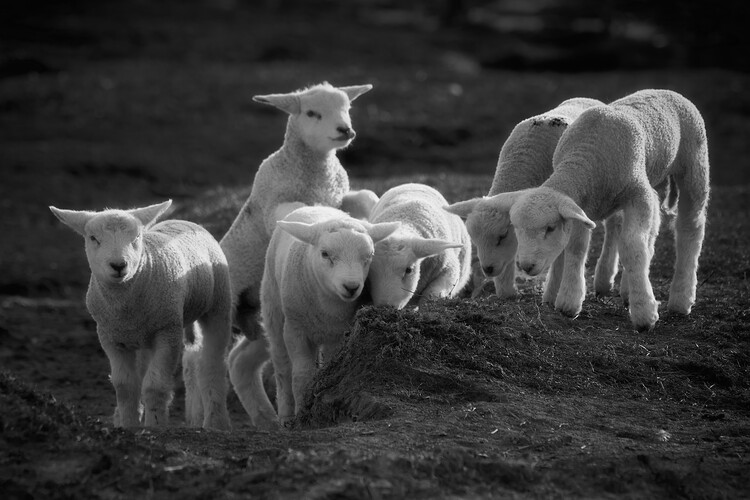Poster Sweet Baby Lambs