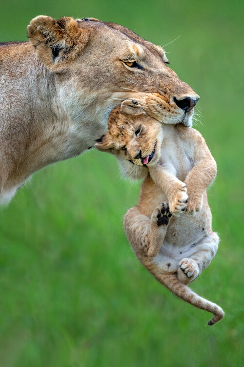 Póster Lioness Carrying Cub