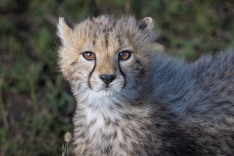 Αφίσα Curious Cheetah Cub