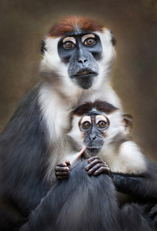 Póster Gentle Monkey Family