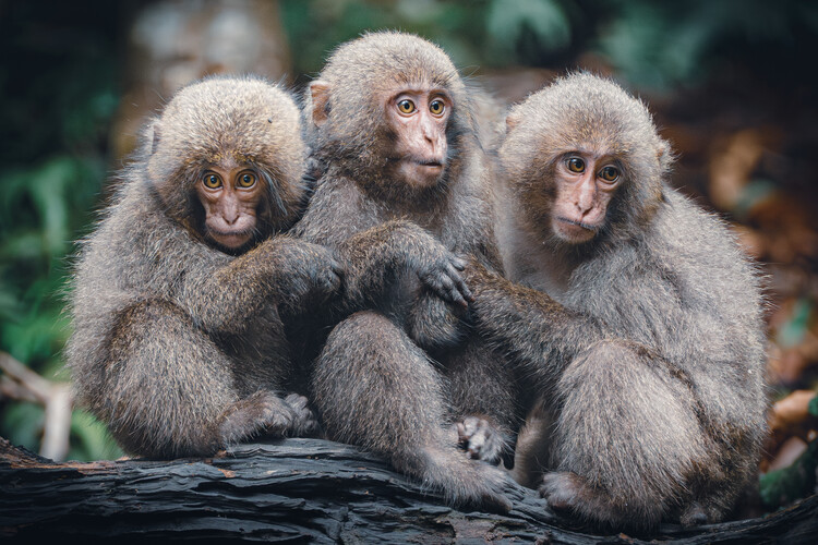 Poster Adorable Monkey Trio
