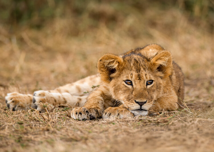 Poster Adorable Lion Cub
