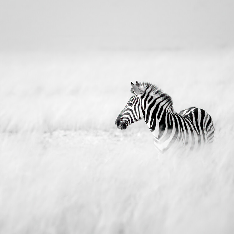Αφίσα Serene Zebra Foal