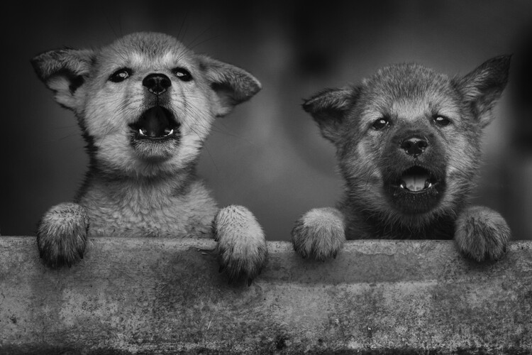 Αφίσα Two Peeking Puppies
