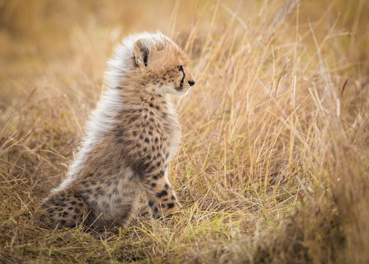Poster Curious Cheetah Cub