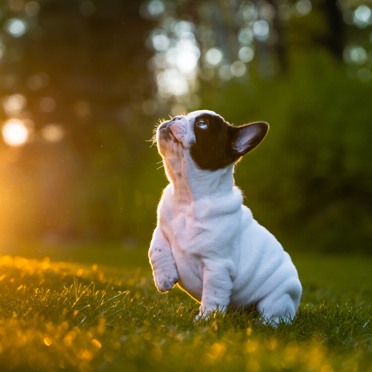 Αφίσα Curious Frenchie Puppy