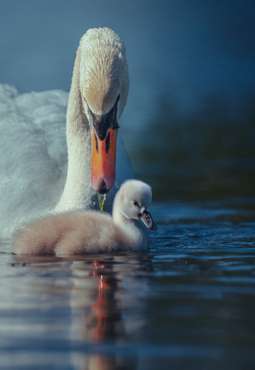 Αφίσα Gentle Swan Family
