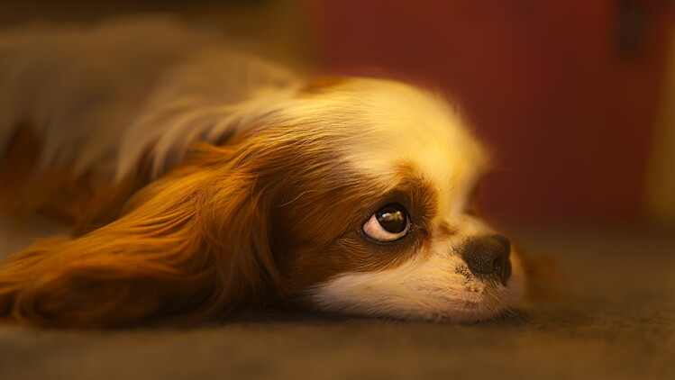 Αφίσα Soulful Dog Gaze