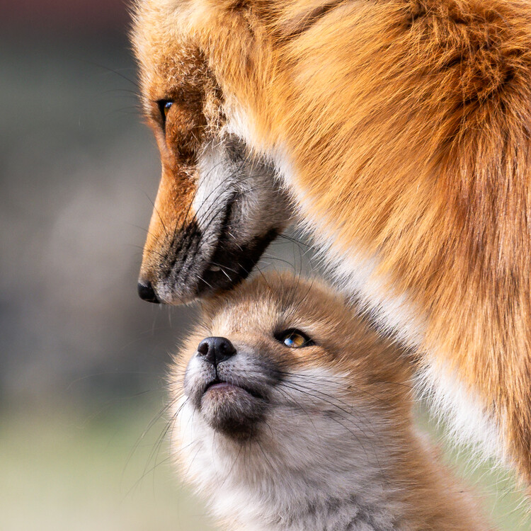 Poster Mother Fox and Pup