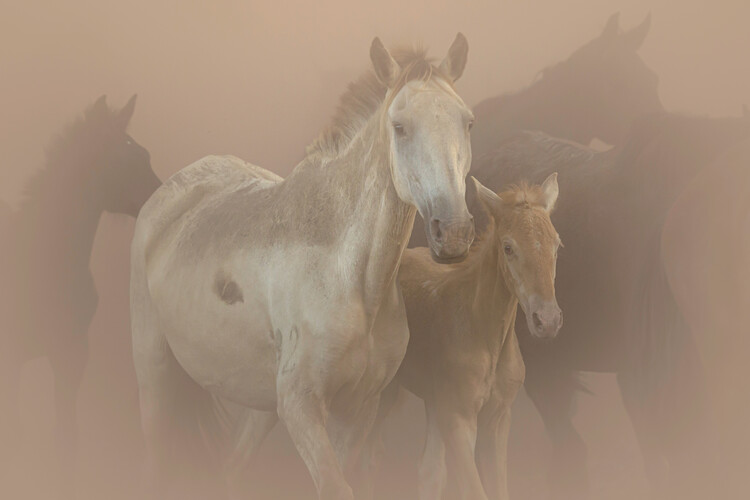 Poster Dusty Horse Family