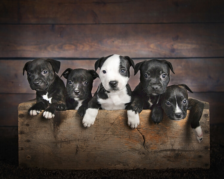 Αφίσα Box of Puppies