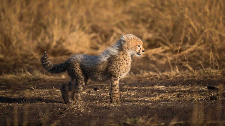 Poster Curious Cheetah Cub
