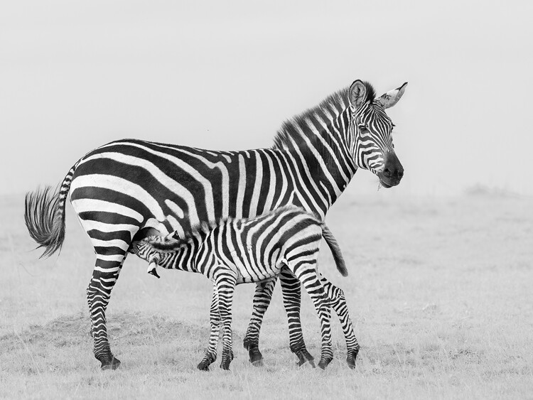 Poster Wild Zebra Mother and Foal