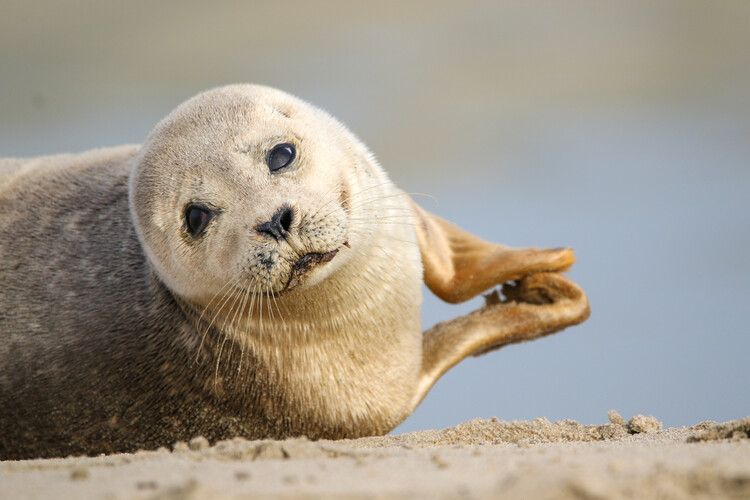 Poster Curious Baby Seal